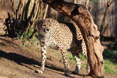 Sudan - Gepard 