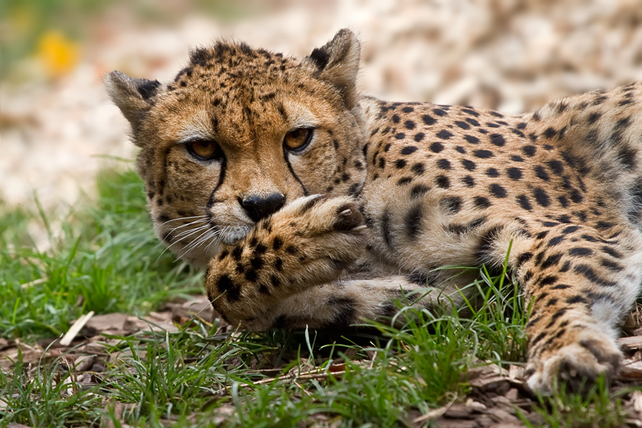 Sudan-Gepard