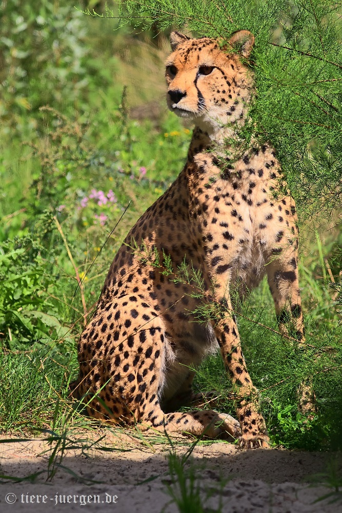 Sudan-Gepard