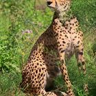 Sudan-Gepard