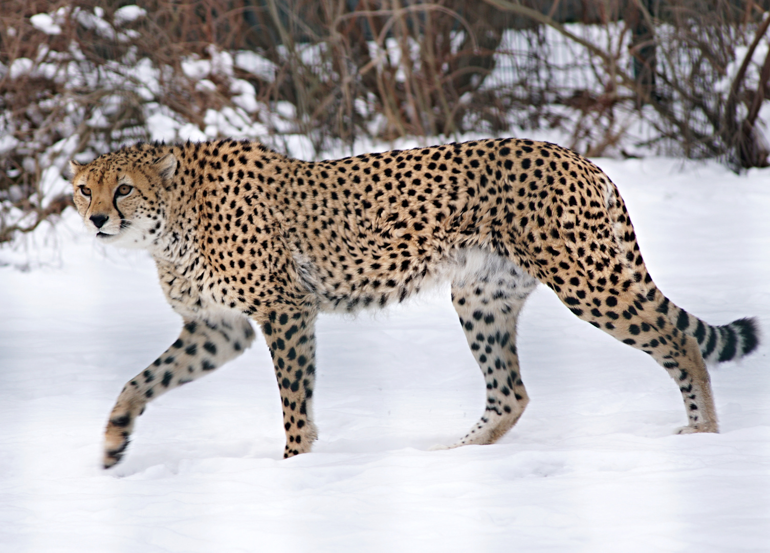 Sudan Gepard im Schnee