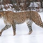 Sudan Gepard im Schnee