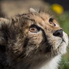 Sudan Gepard Laundauer Zoo