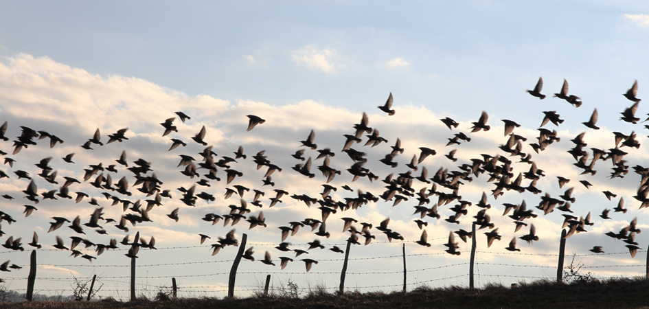 Suddenly, a flight of pigeons