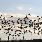 Suddenly, a flight of pigeons