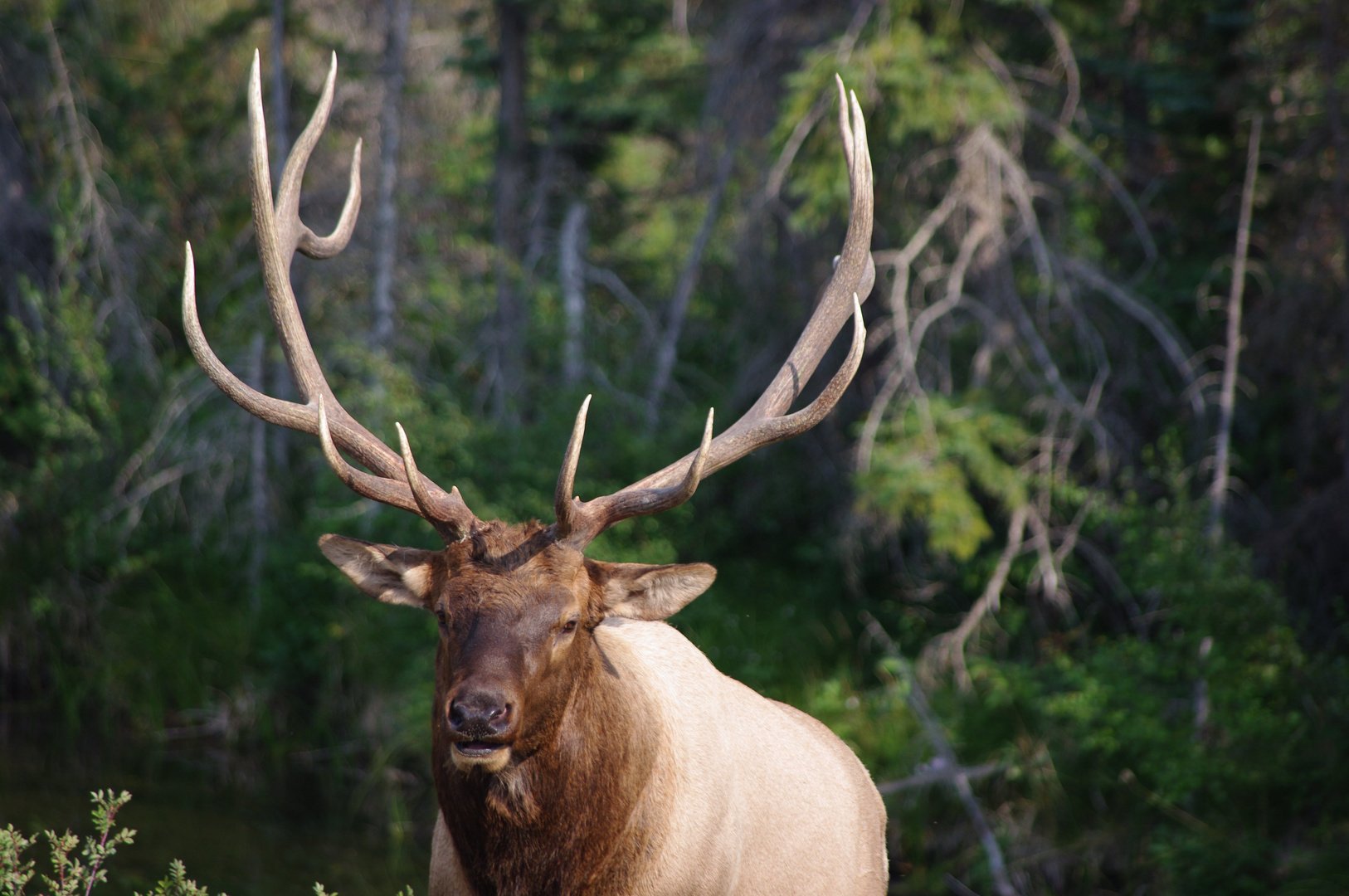 Suddenly an elk