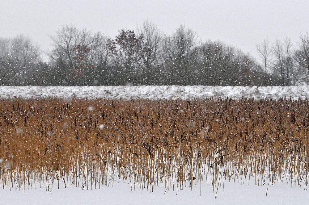 Sude - Deich im Schneetreiben