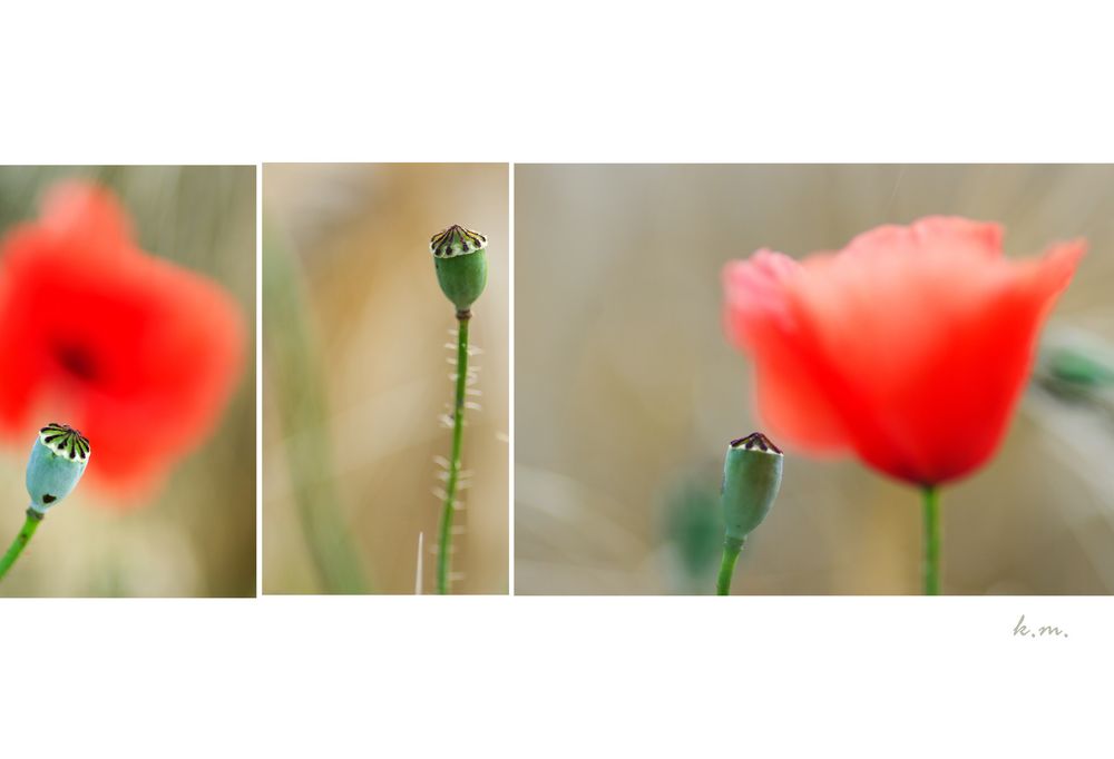 "süchtig nach Mohn"