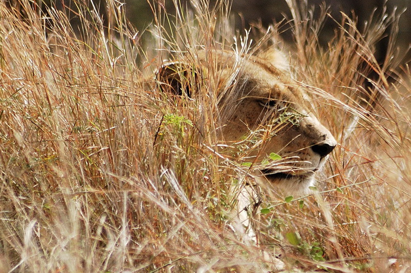 Süd Afrika 2008 - Kruger National Park