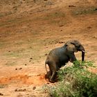 Süd-Afrika Impressionen - Addo Elephant National Park