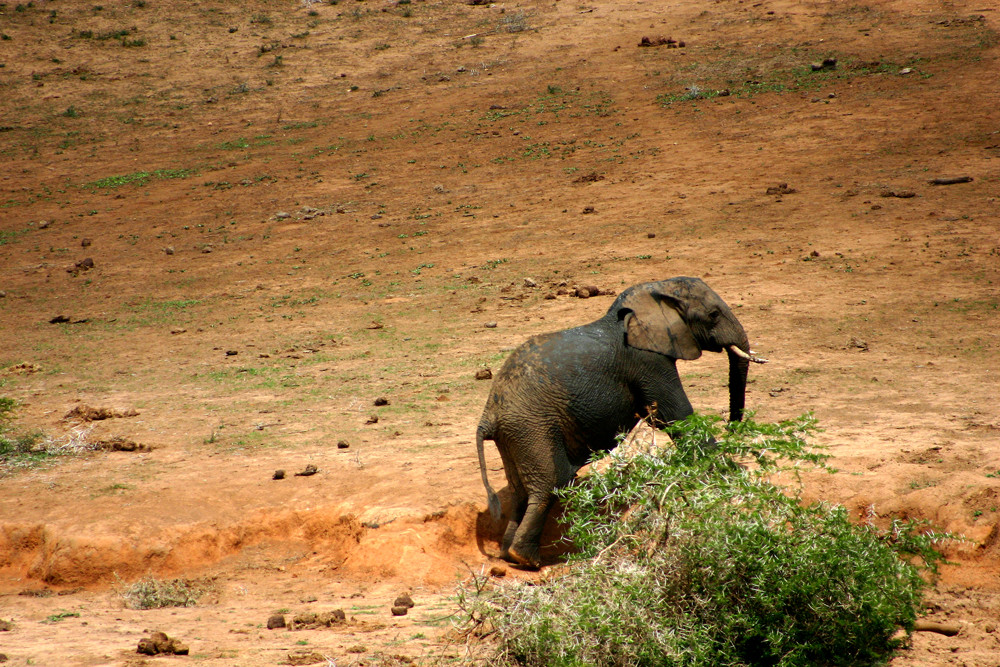 Süd-Afrika Impressionen - Addo Elephant National Park