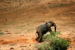 Süd-Afrika Impressionen - Addo Elephant National Park