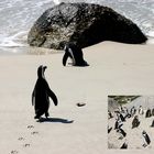 Süd-Afrika Impressionen - African Pinguin