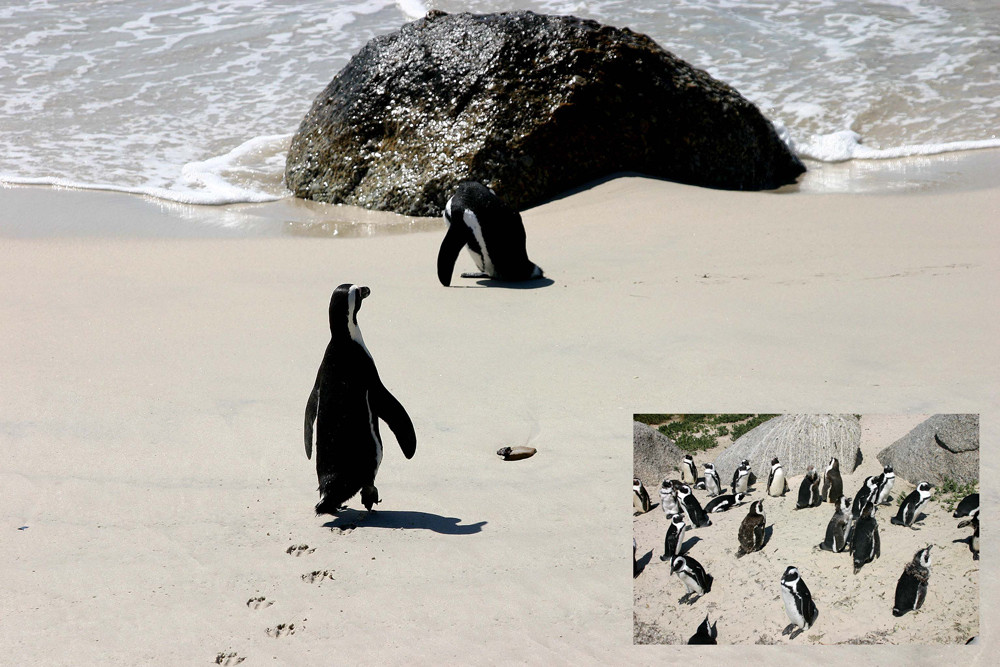 Süd-Afrika Impressionen - African Pinguin