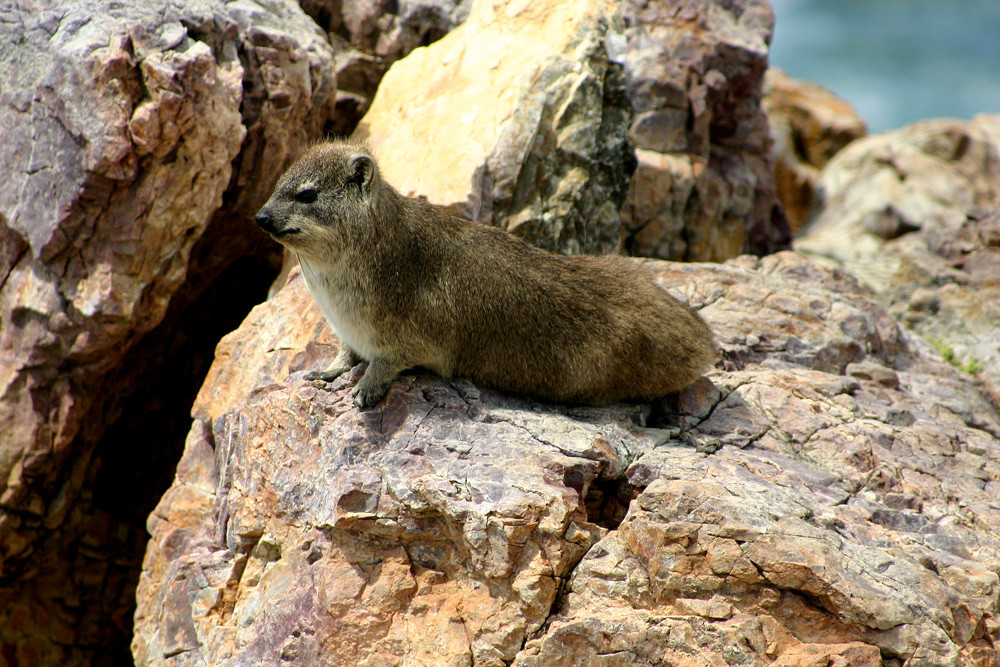 Süd-Afrika Impressionen - Dassie