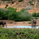 Süd-Afrika Impressionen - Groß und Klein