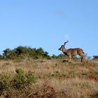 Süd-Afrika Impressionen - Kudu