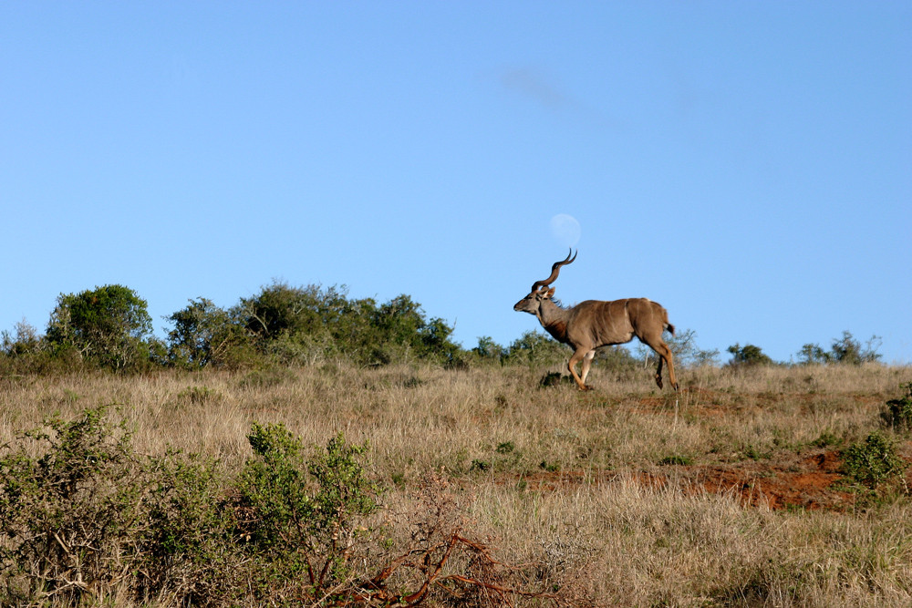 Süd-Afrika Impressionen - Kudu