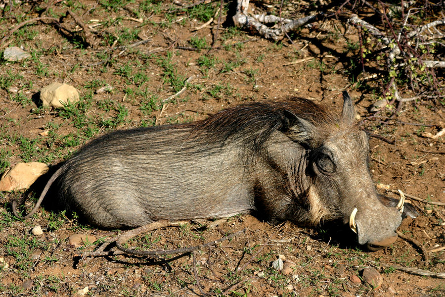 Süd-Afrika Impressionen - Warzenschwein