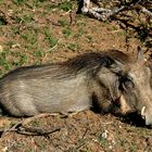 Süd-Afrika Impressionen - Warzenschwein