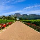 Süd-Afrika Weingut Alto bei Stellenbosch