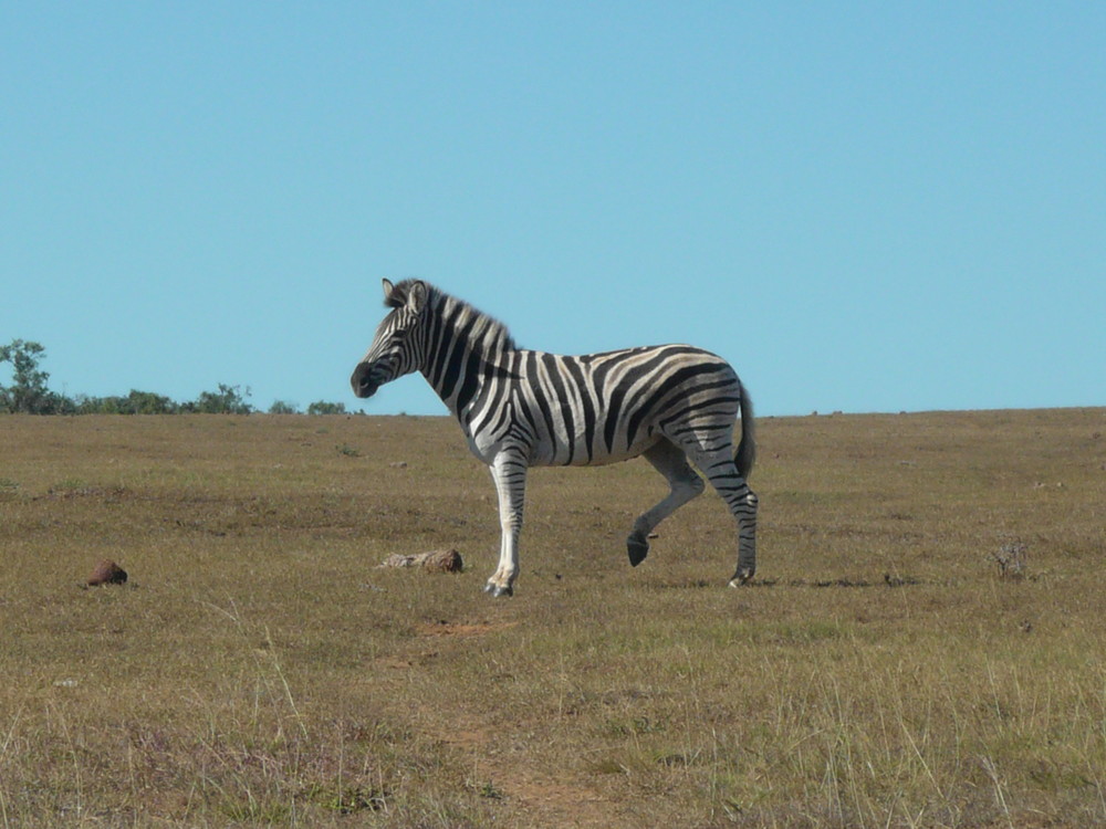 Süd Afrika Zebra Posing