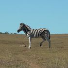 Süd Afrika Zebra Posing