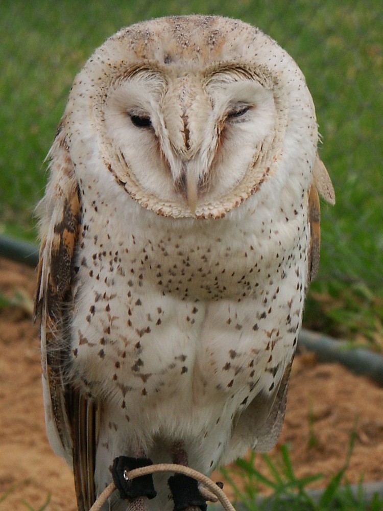 Süd Afrika_Barn Owl