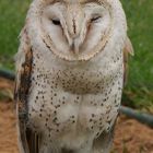 Süd Afrika_Barn Owl