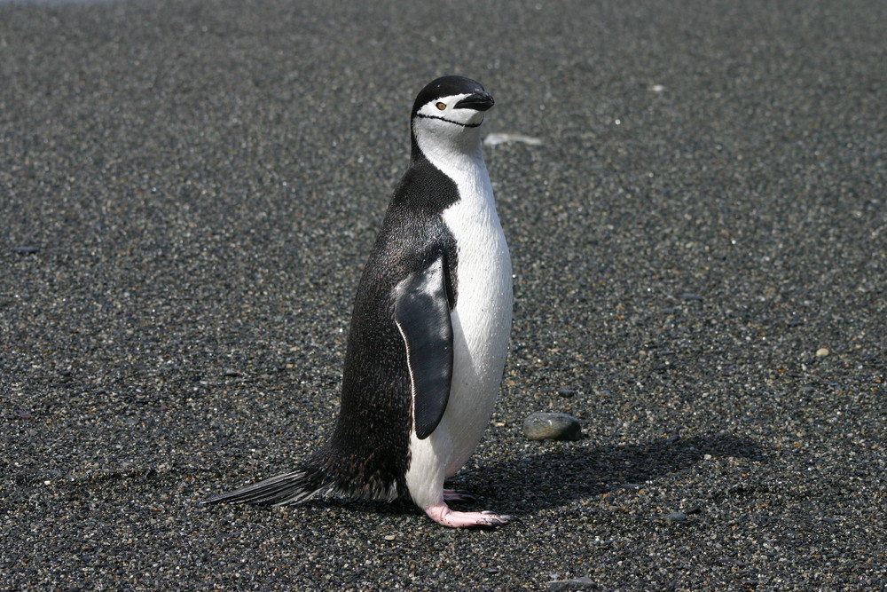 Süd Georgien - Cooper Bay - Zügelpinguin