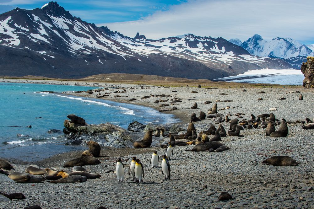 Süd Georgien, - Königspinguine -