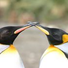 Süd Georgien - Salisbury Plain - Kaiserpinguine