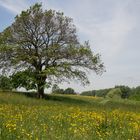 Süd Limburg, das unbekannte Teil der niederländische Landschaft