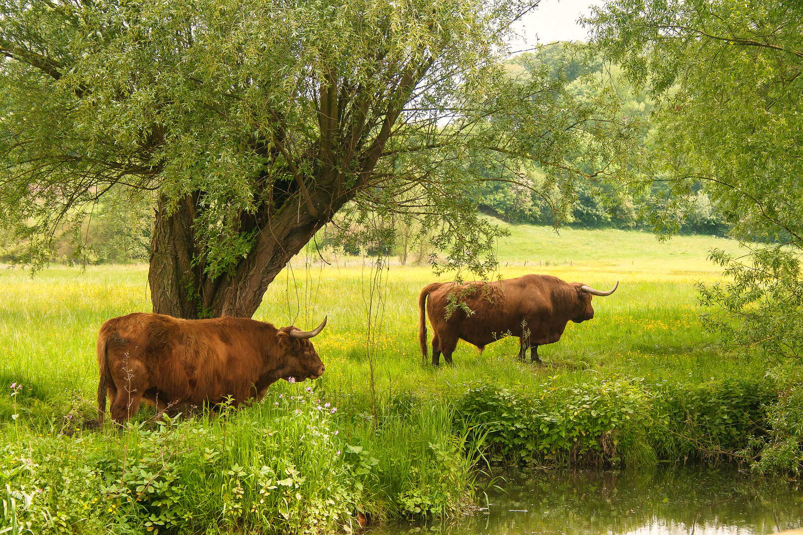 Süd Limburg, das unbekannte Teil der niederländische Landschaft