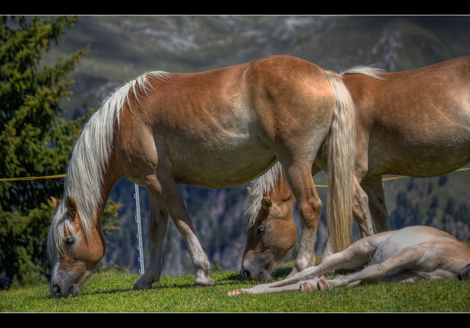 Süd Tiroler Pferdestärken