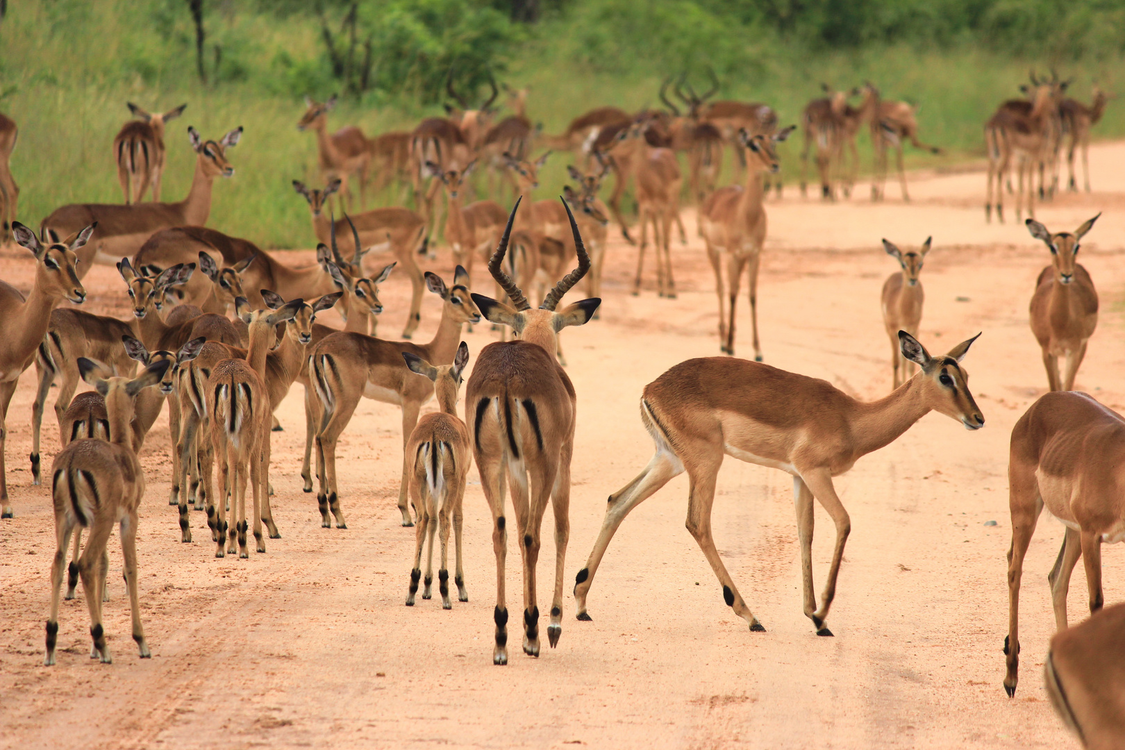 Südafrika 00698, Krüger NP, Tag1, Impala 