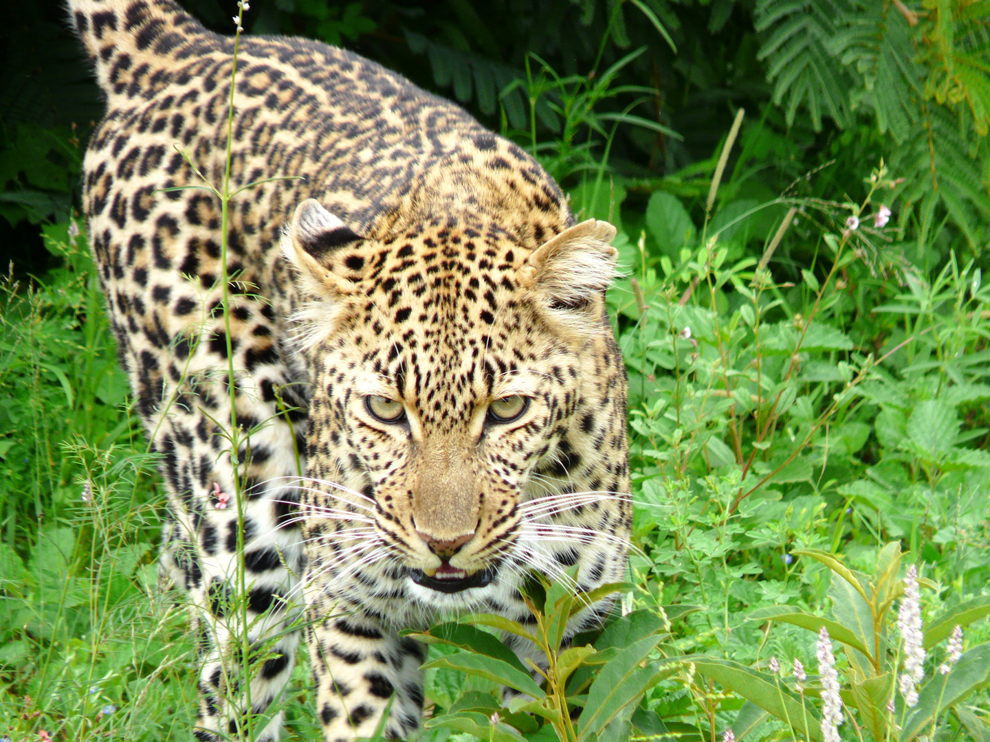 Südafrika 00927, Krüger NP, Tag2, Leopard 