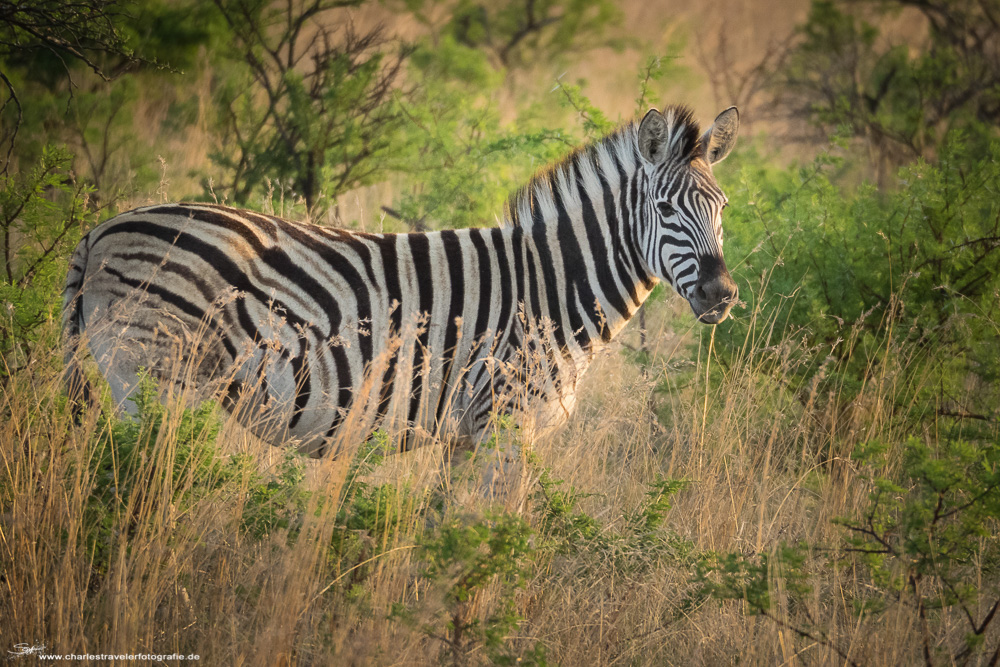 Südafrika [11] – Safari V