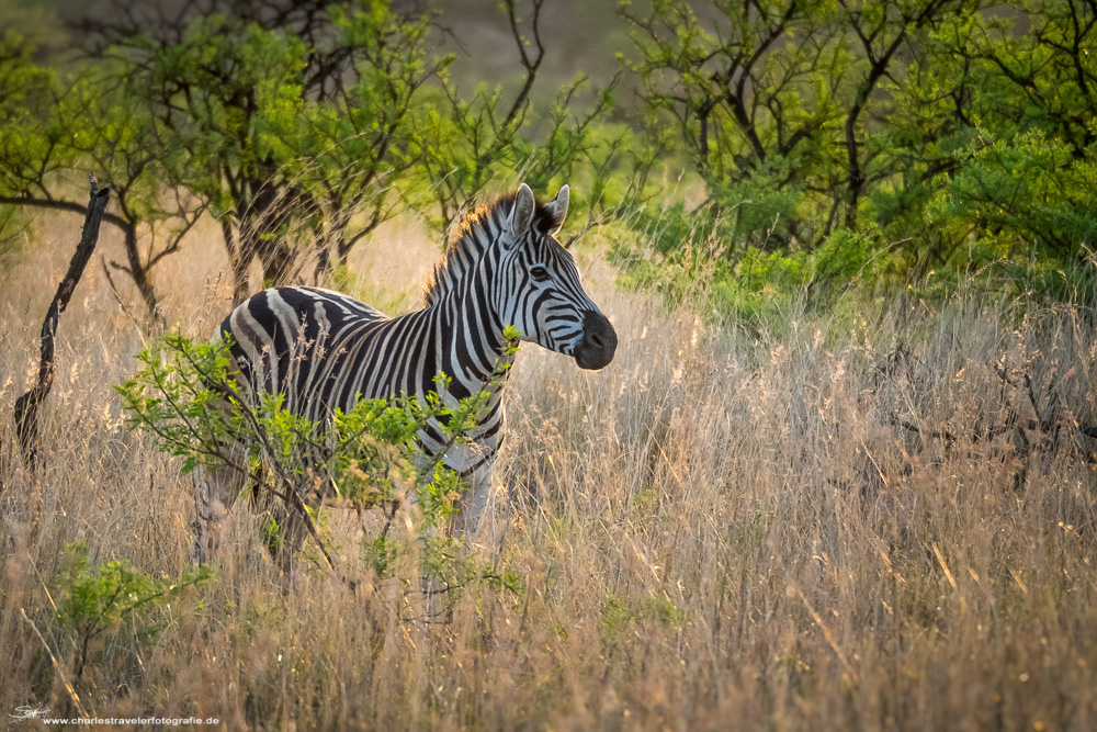 Südafrika [12] – Safari VI