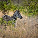 Südafrika [12] – Safari VI