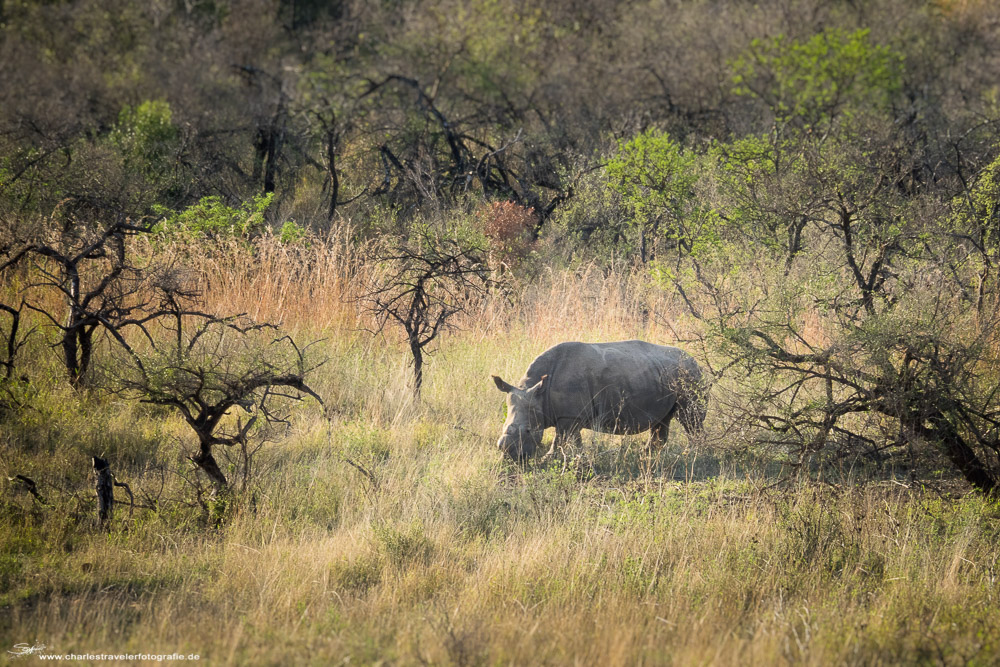 Südafrika [13] – Safari VII