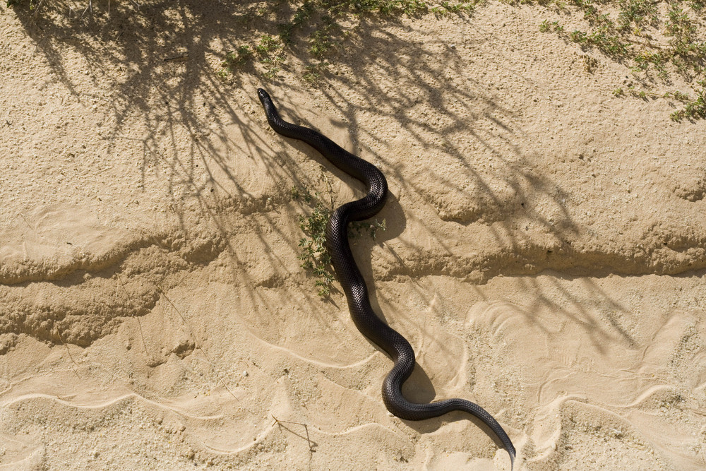 Südafrika 2008 - Erdviper I