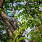 Südafrika [6] – Echse im Baum