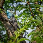 Südafrika [6] – Echse im Baum