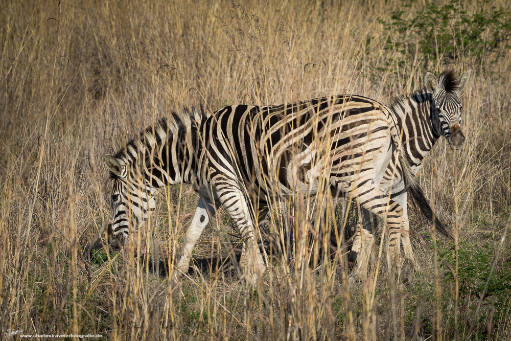 Südafrika [7] – Safari I