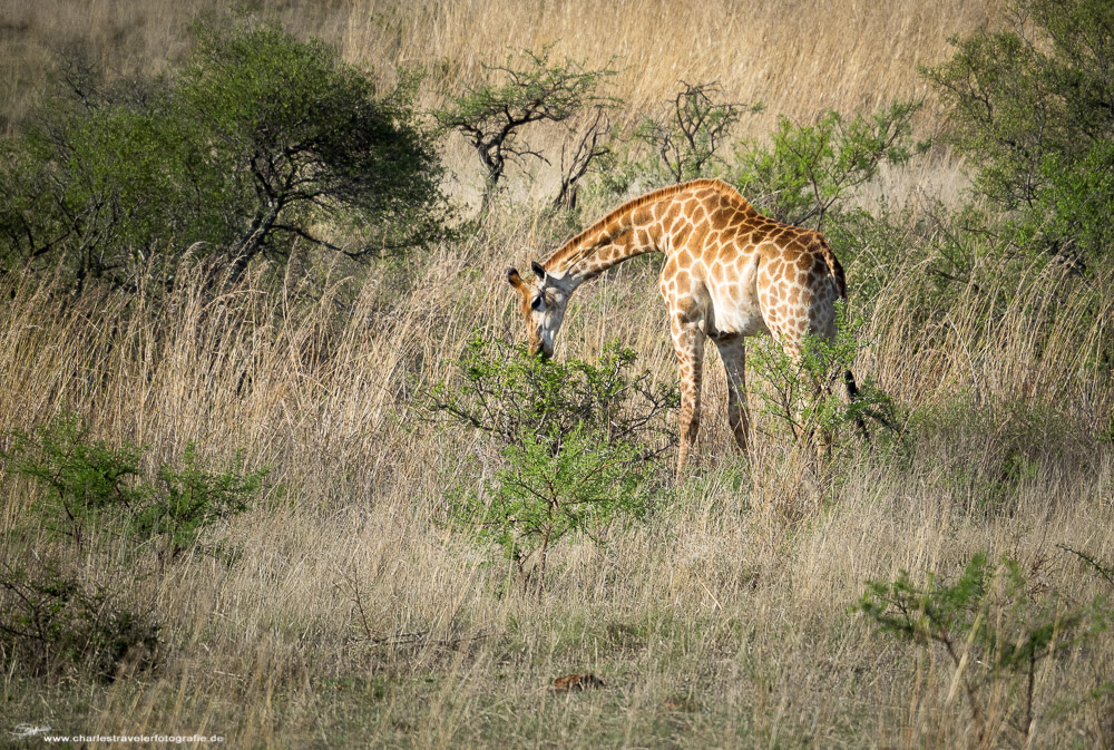 Südafrika [8] – Safari II