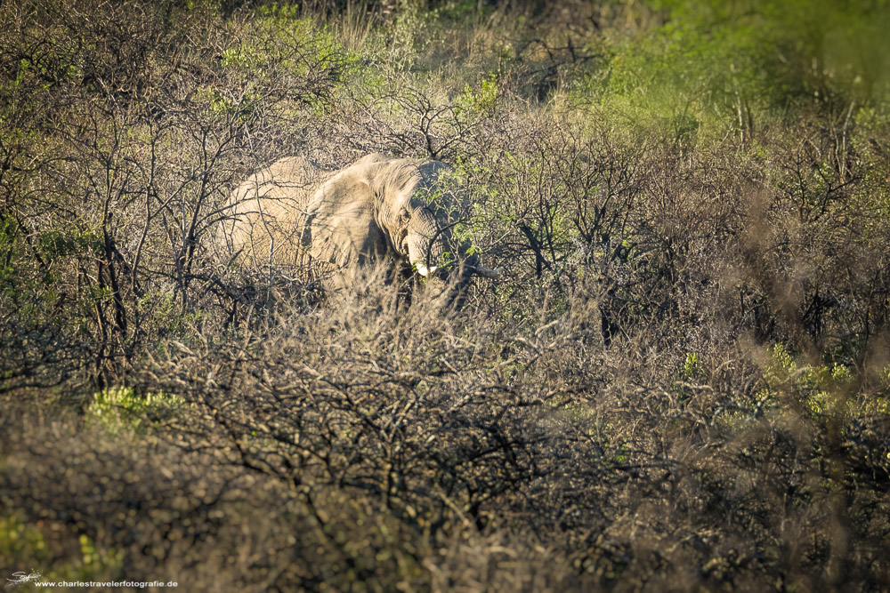 Südafrika [9] – Safari III