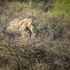 Südafrika [9] – Safari III