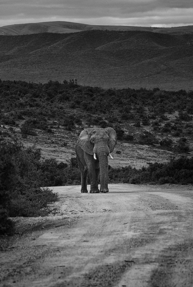 Südafrika / Addo Elephant Park