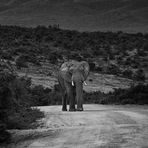 Südafrika / Addo Elephant Park